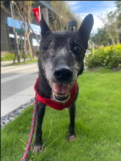 守護毛孩健康也守護全家幸福！淡水動物之家響應10月13日「世界保健日」為犬貓全面健康檢查